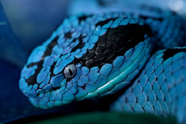 Mesmerizing snake scales on a dark background