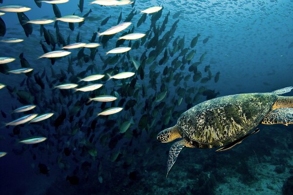 A turtle on the way of a flock of fish