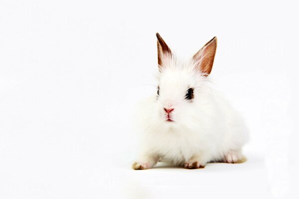 Lapin blanc avec des oreilles roses sur fond blanc