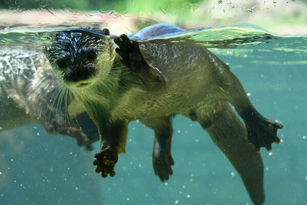 Nutria agitando su mano en el agua