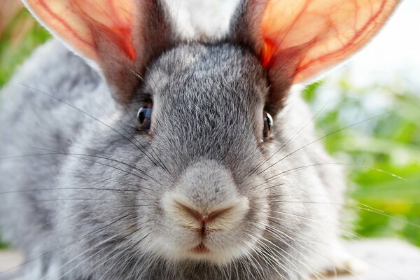 Conejo gris con orejas grandes y bigote