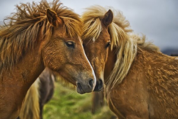 Chevaux à crinière hirsute