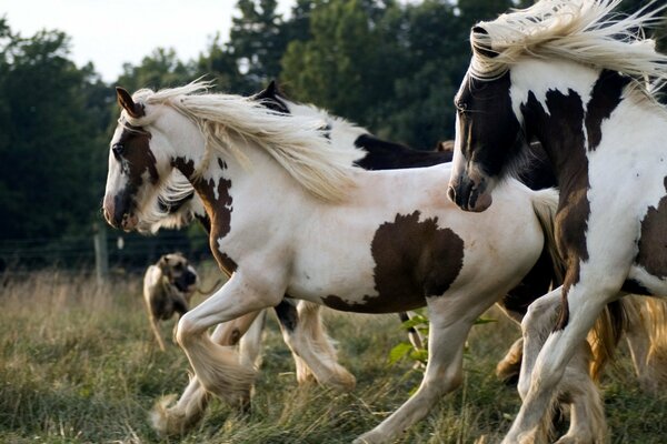 Courir un troupeau de chevaux blancs