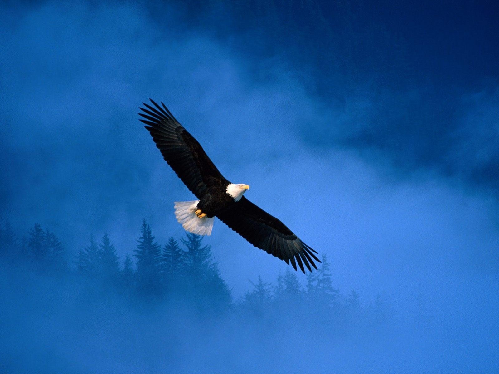 vuelo águila alaska libertad