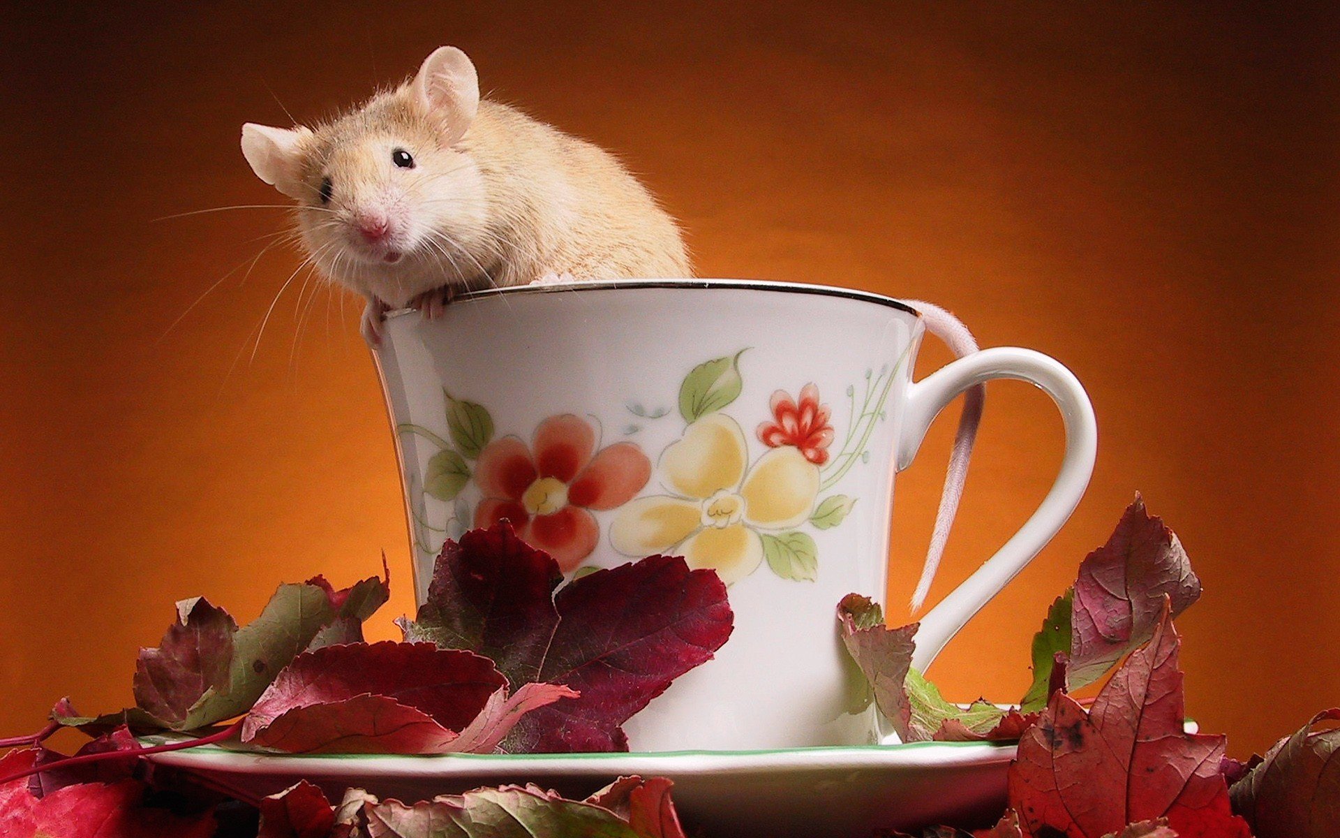 souris tasse feuilles