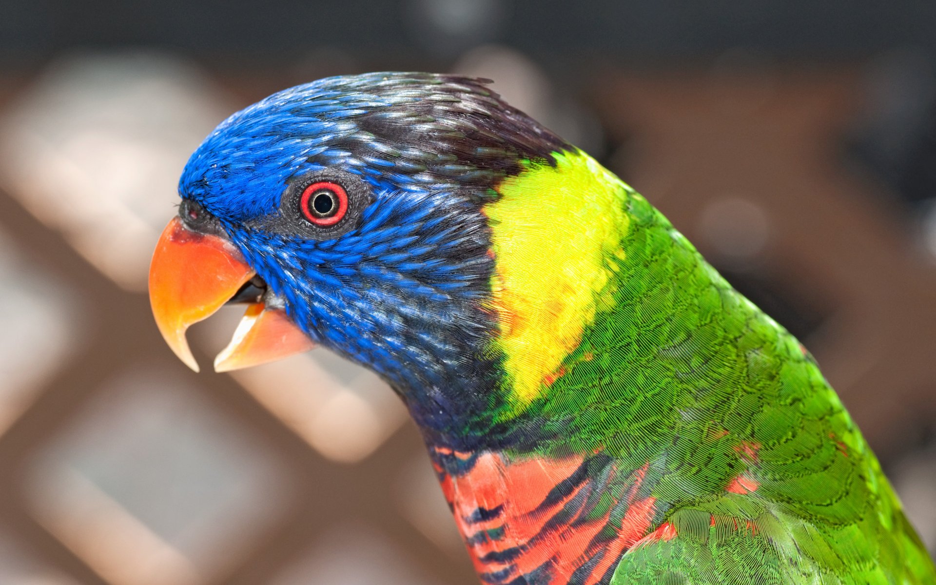 pappagallo colore uccello