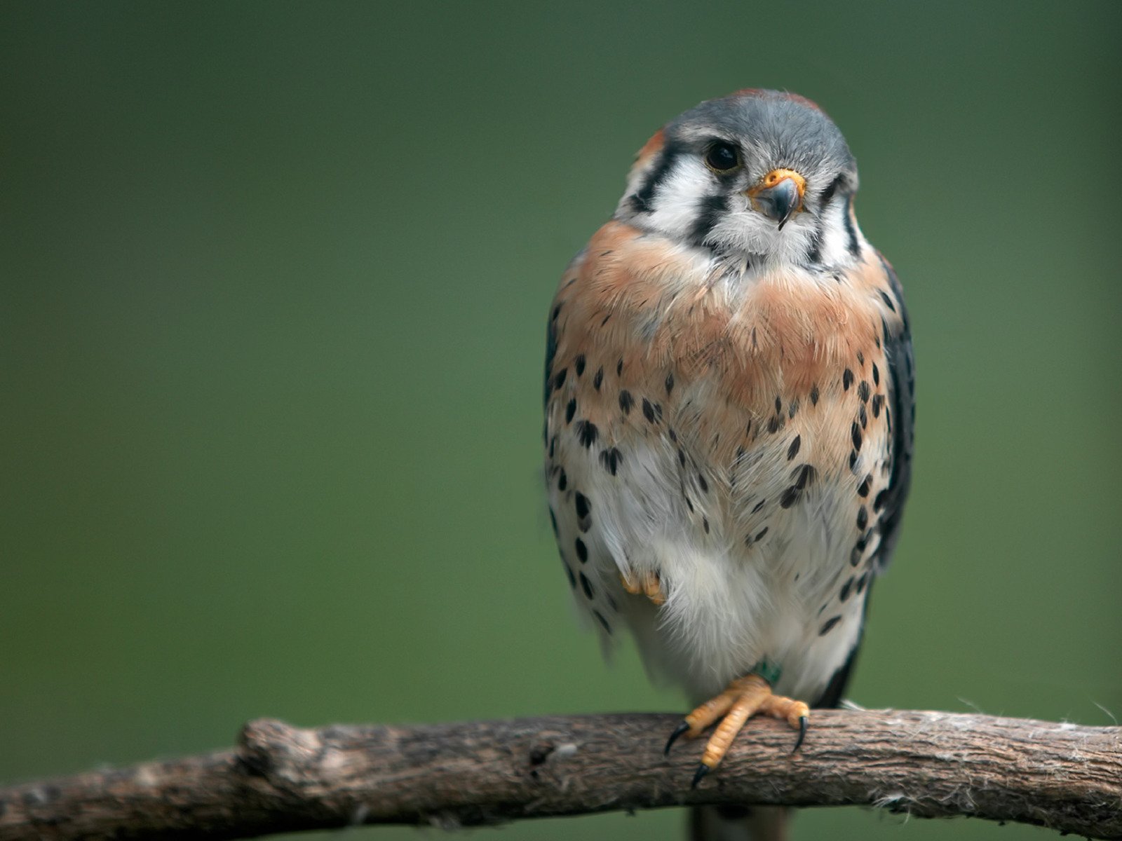 pájaro rama mirando