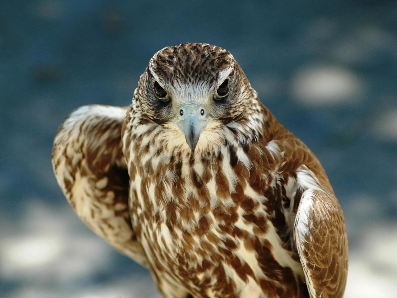 aquila sguardo becco