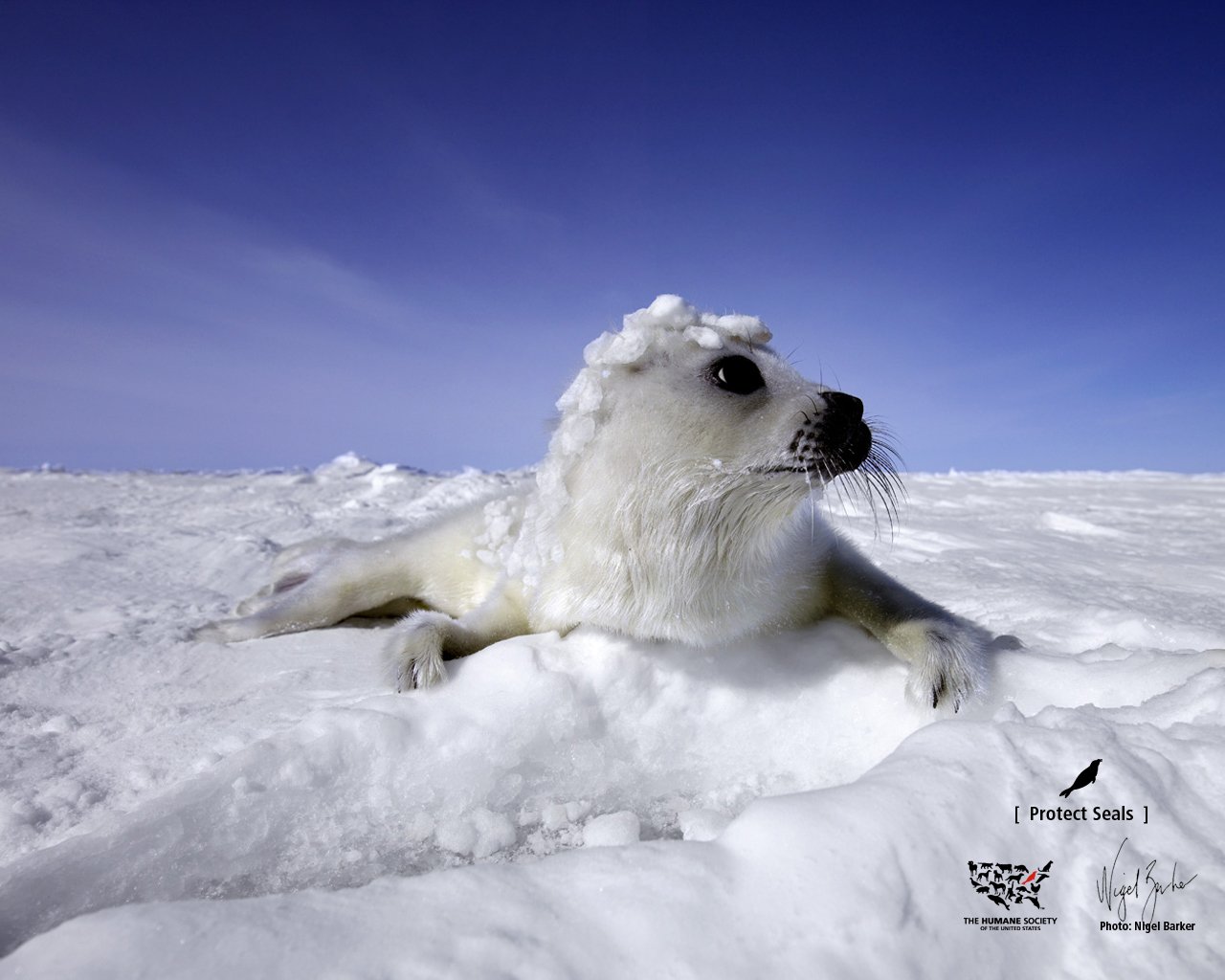 eyes fur seal snow