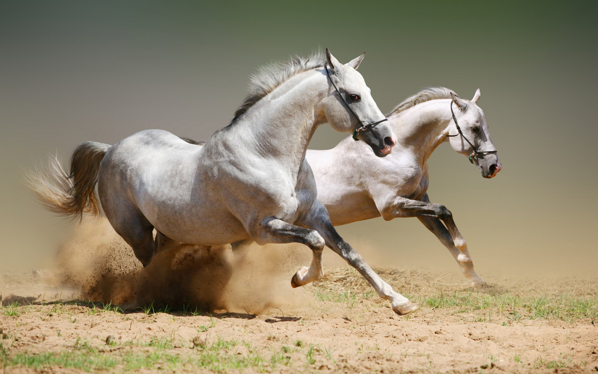 horse dust point