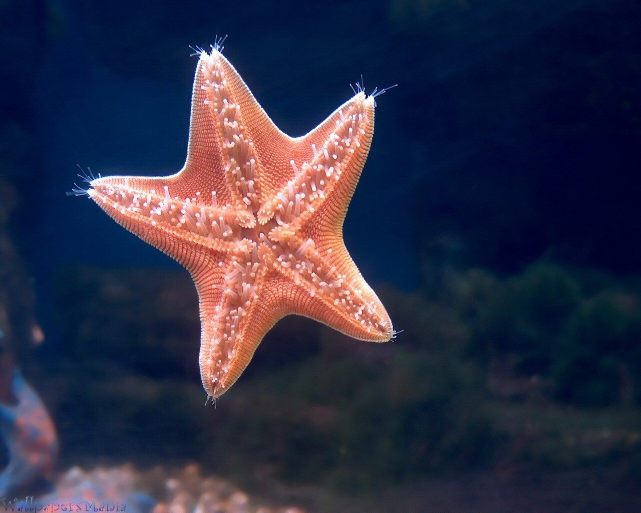 estrella de mar