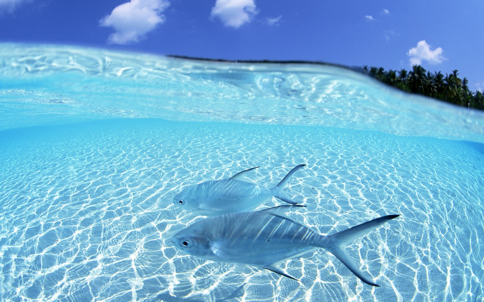 agua peces fondo