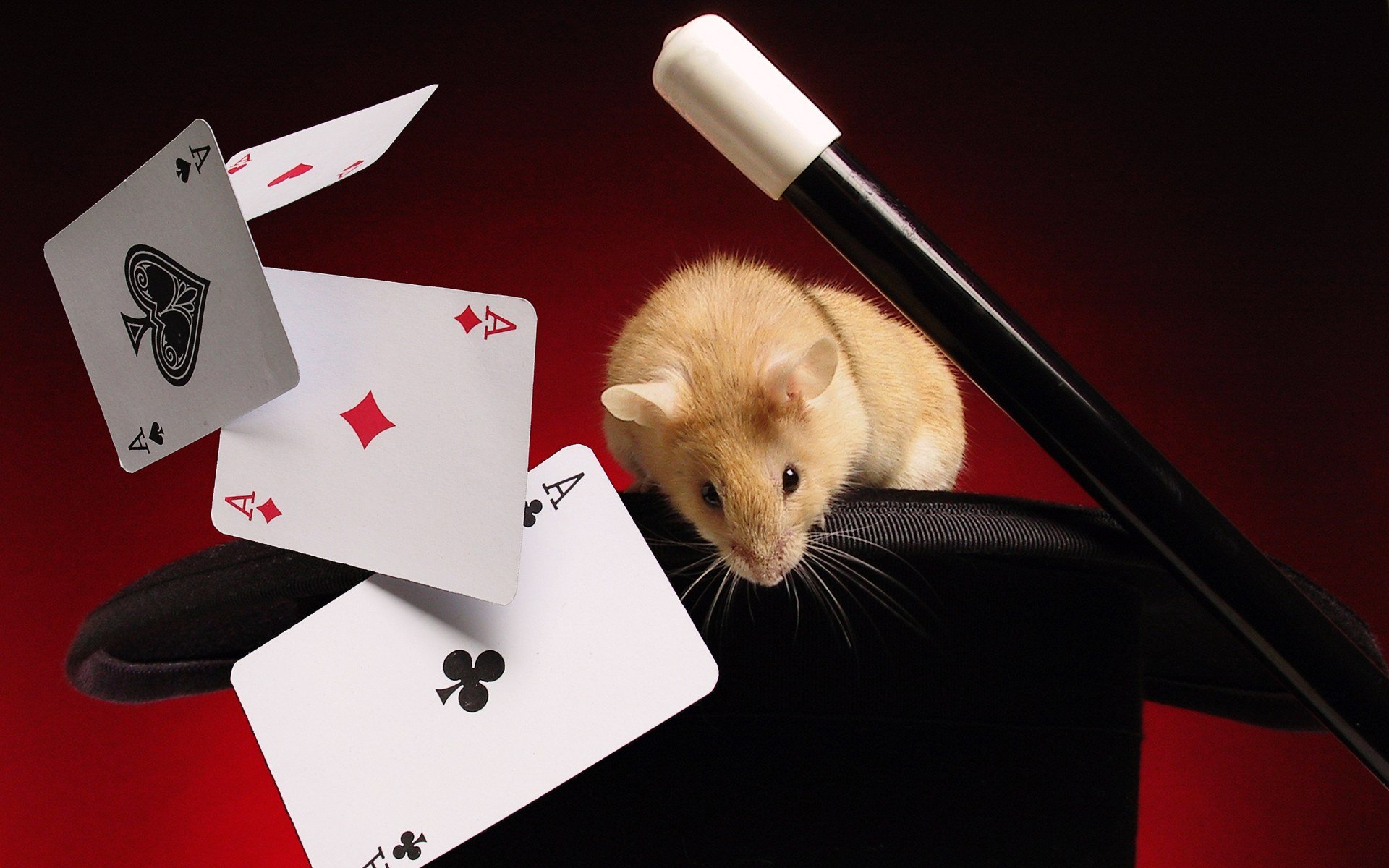 mouse cards focu