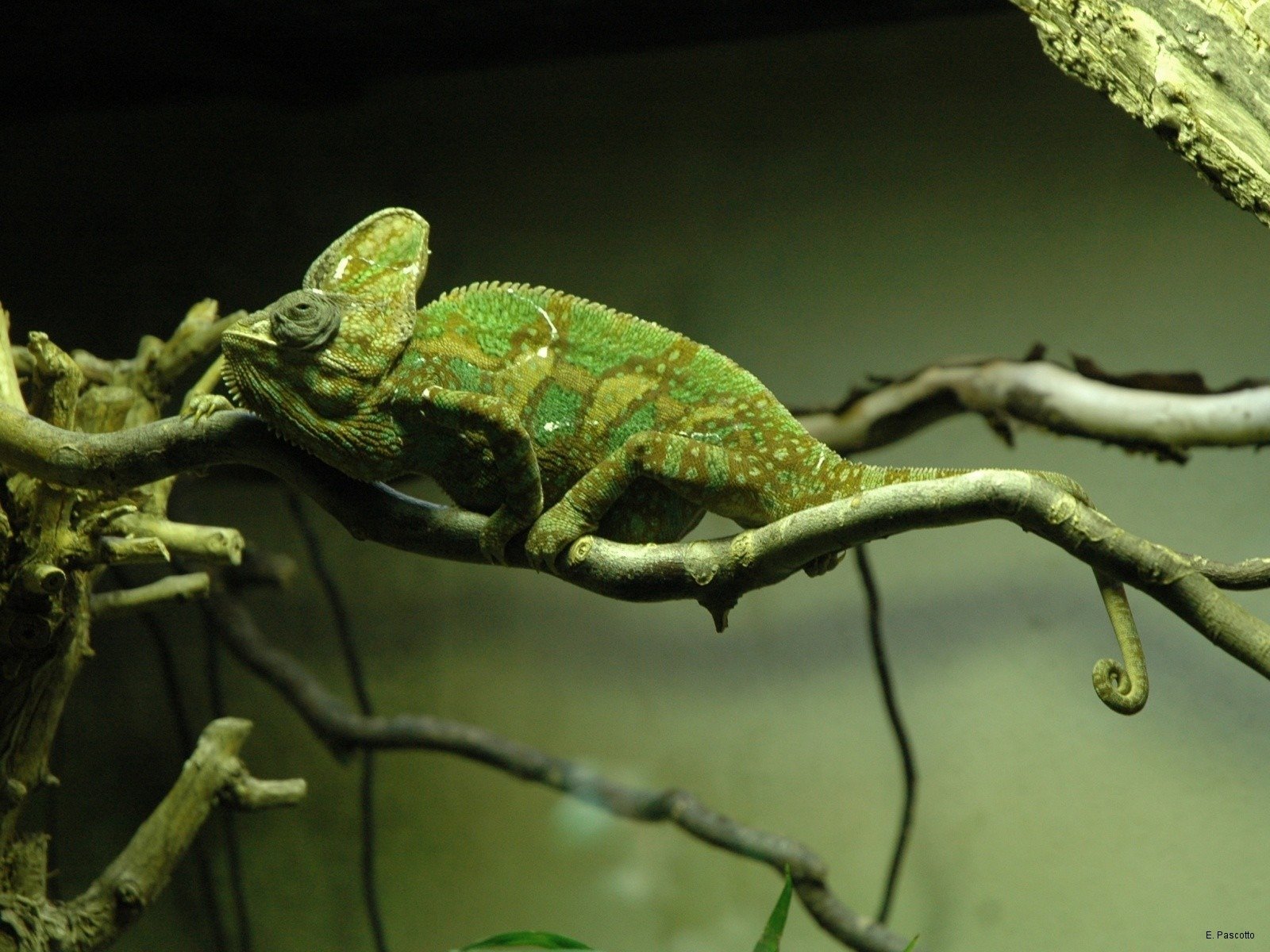 caméléon branche arbre