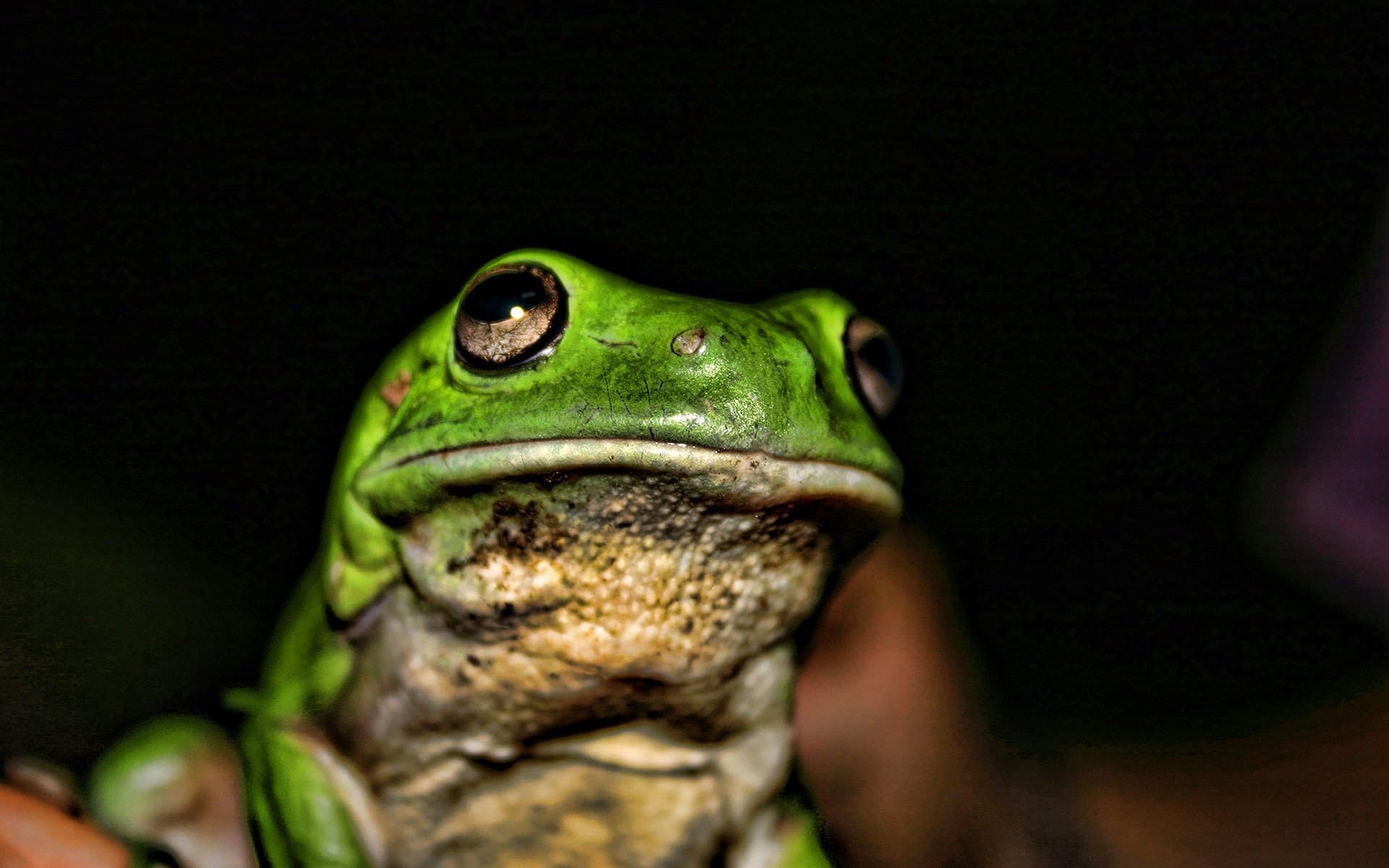 frog toad dark