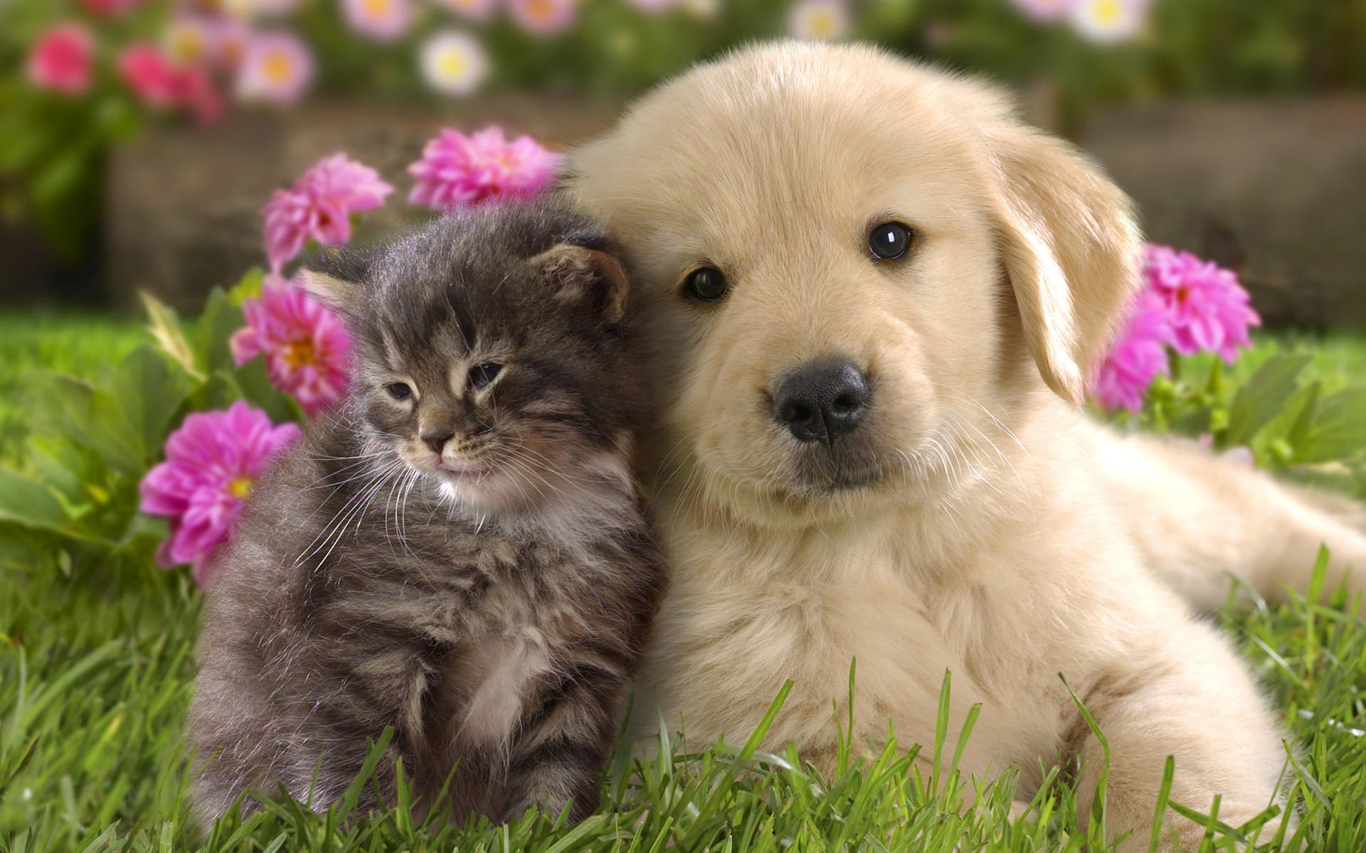 cachorro gatito pareja niños pequeños fondo hierba flores