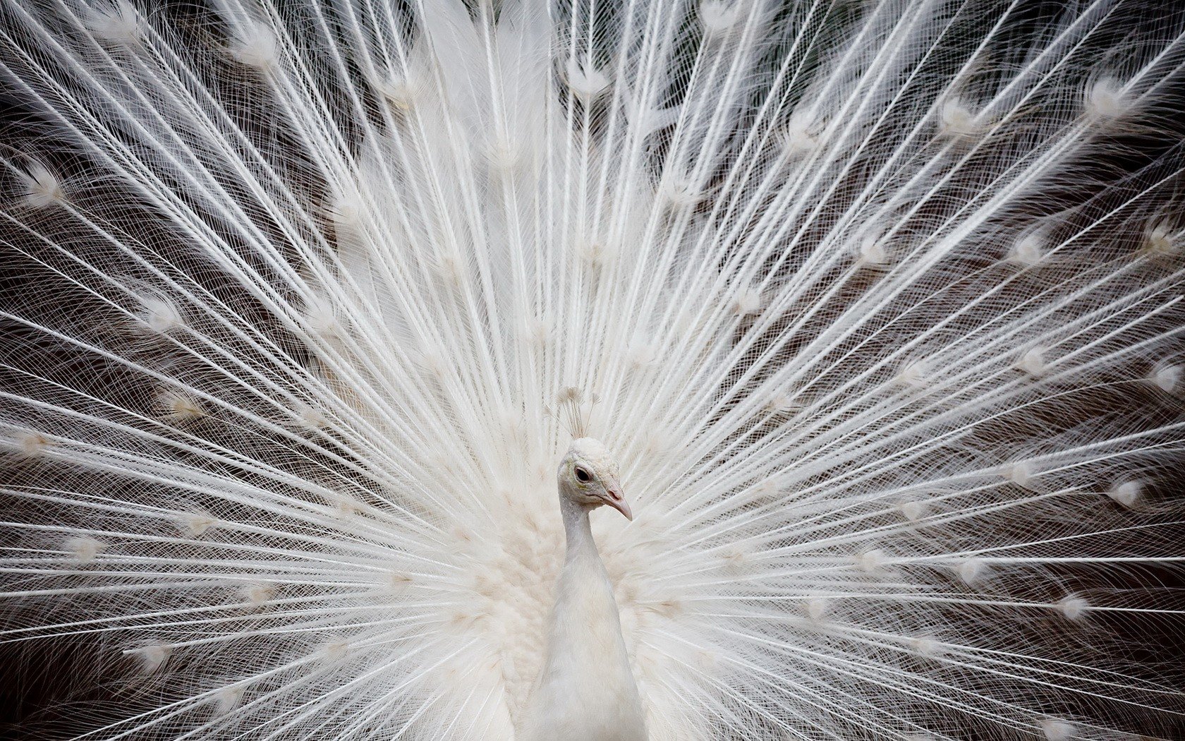 blanc paon plumes