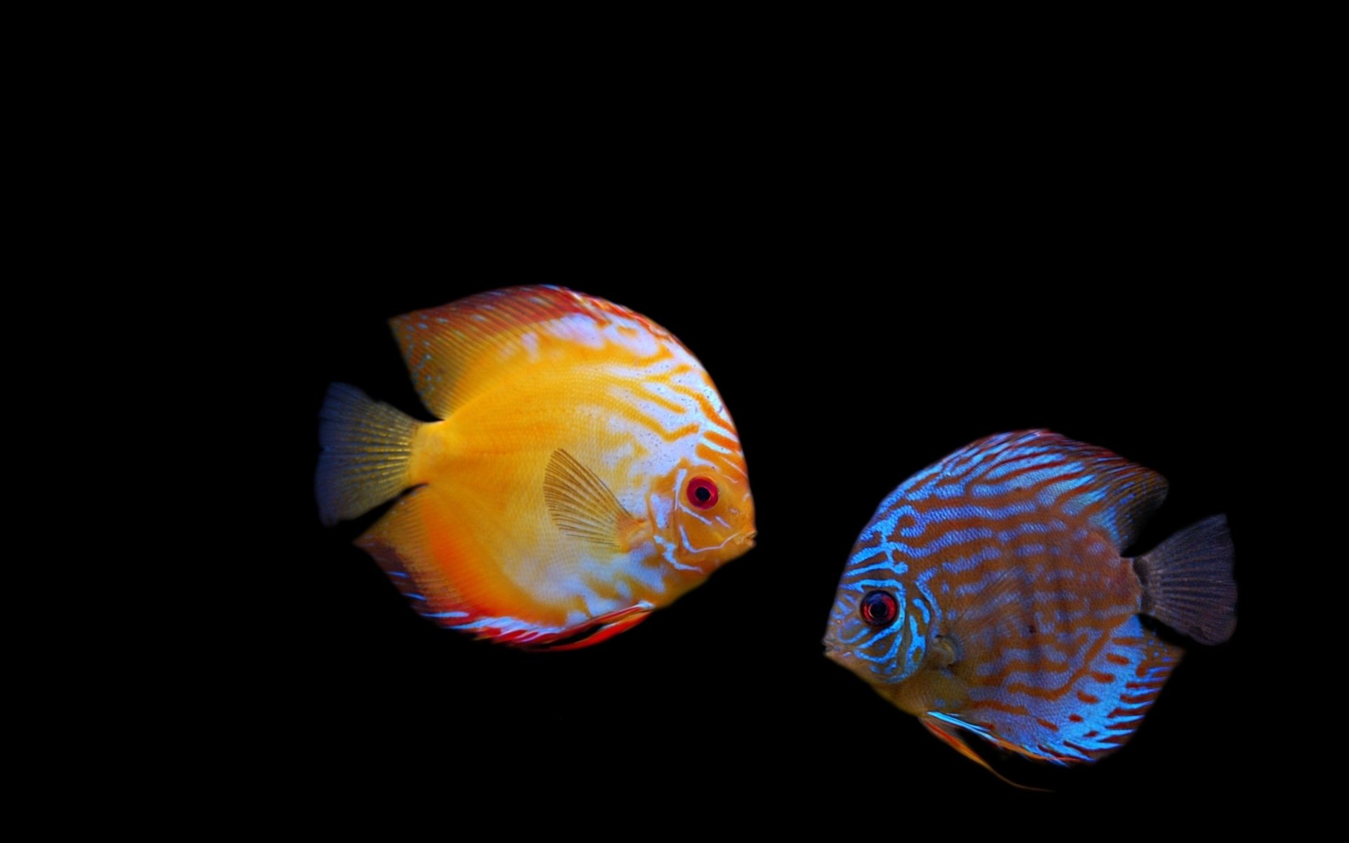 poissons discus obscurité rayures