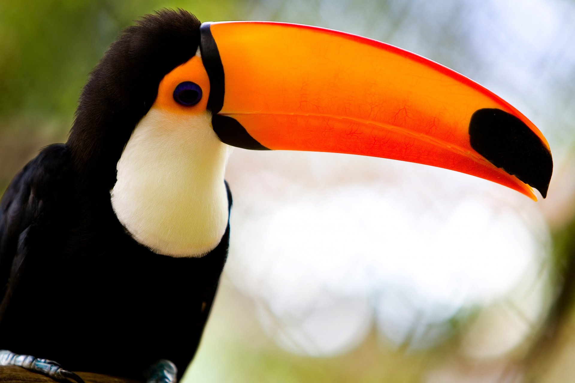 poultry toucan beak beauty