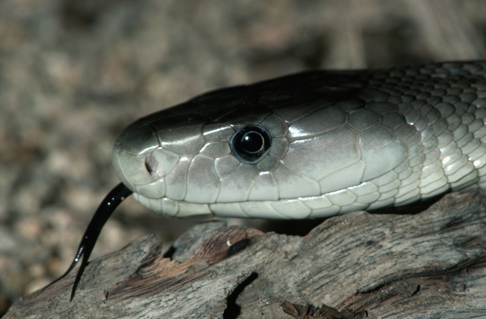 gray snake black tongue eyes stone