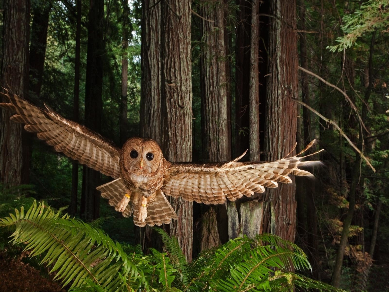 wald vogel flügel schwingen