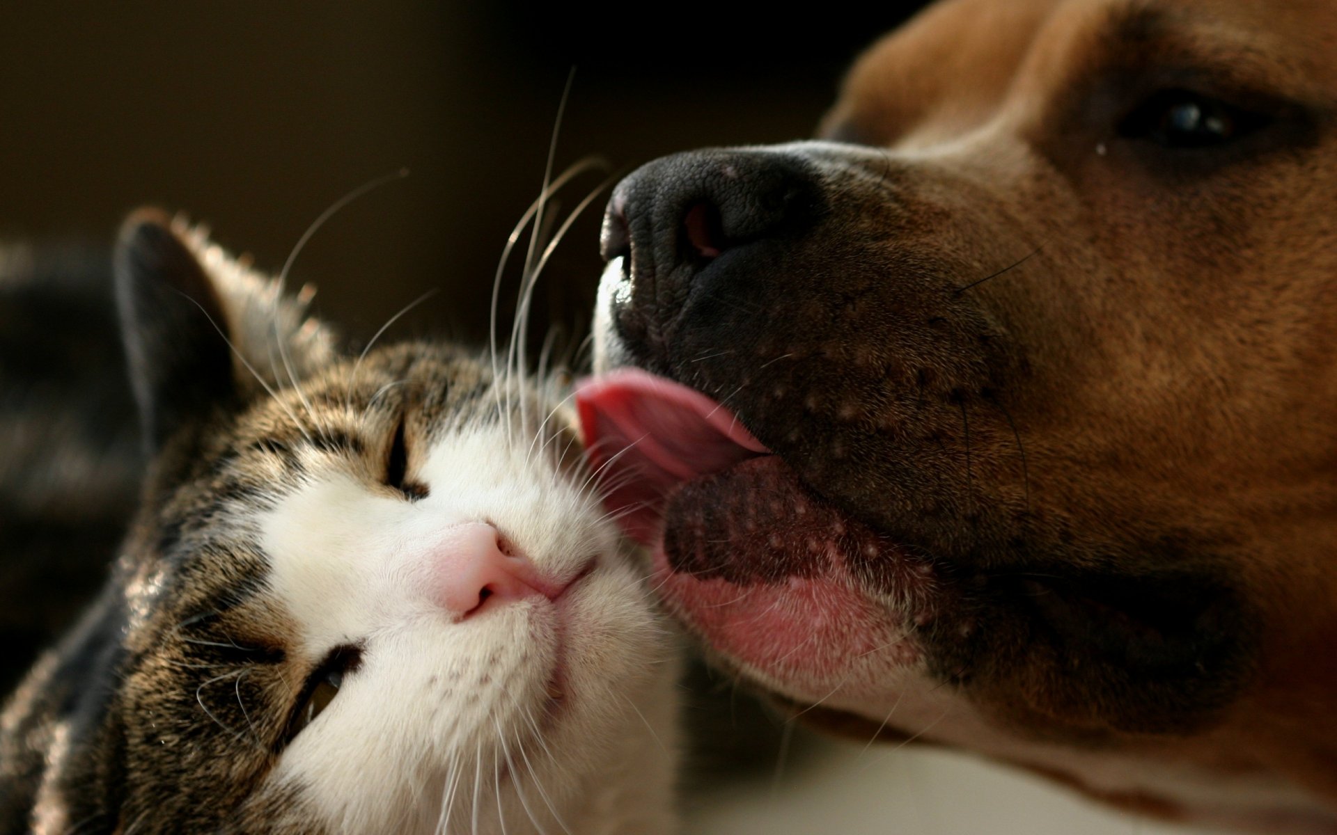 gato perro amistad lavado de cara