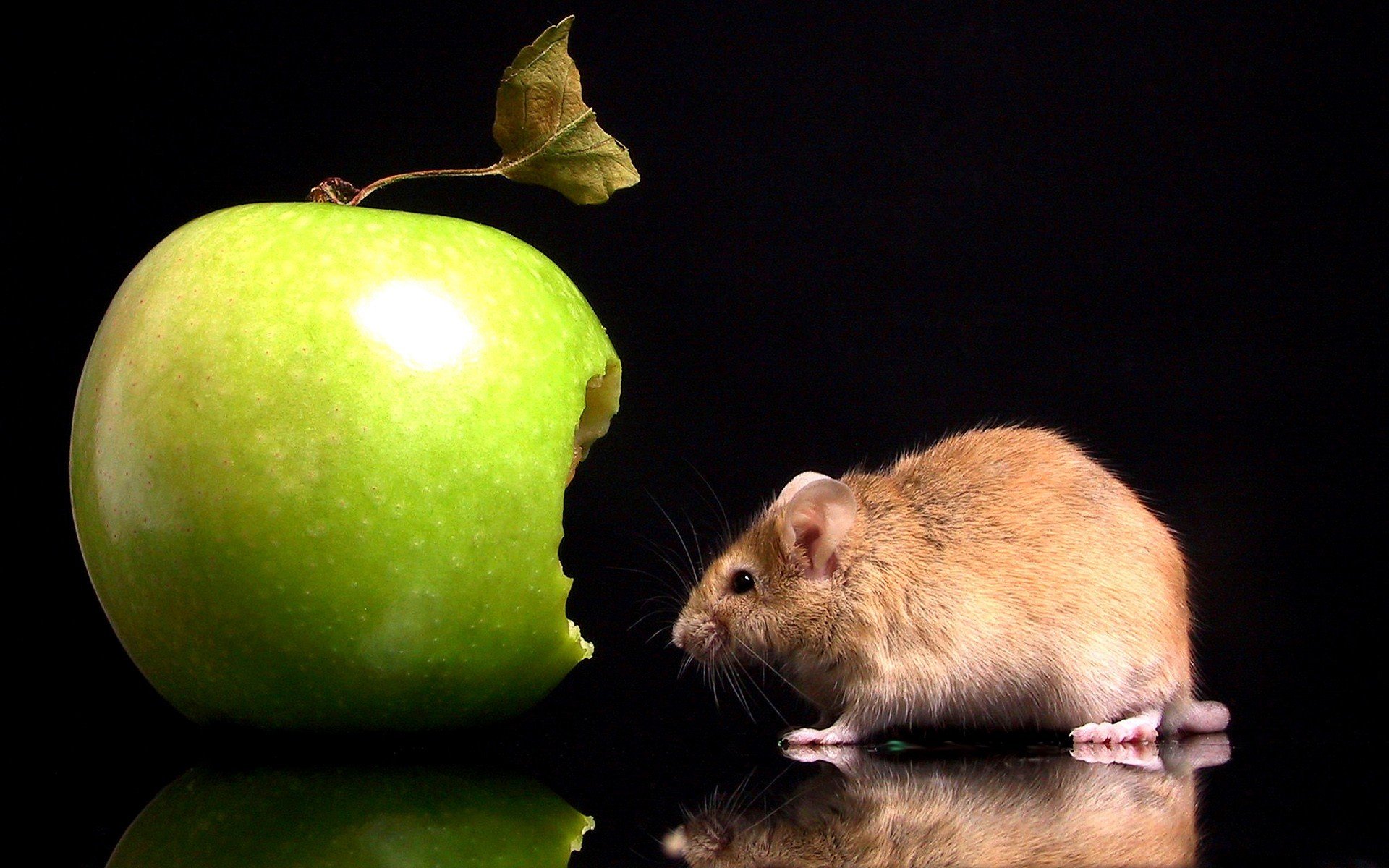 mouse apple bite