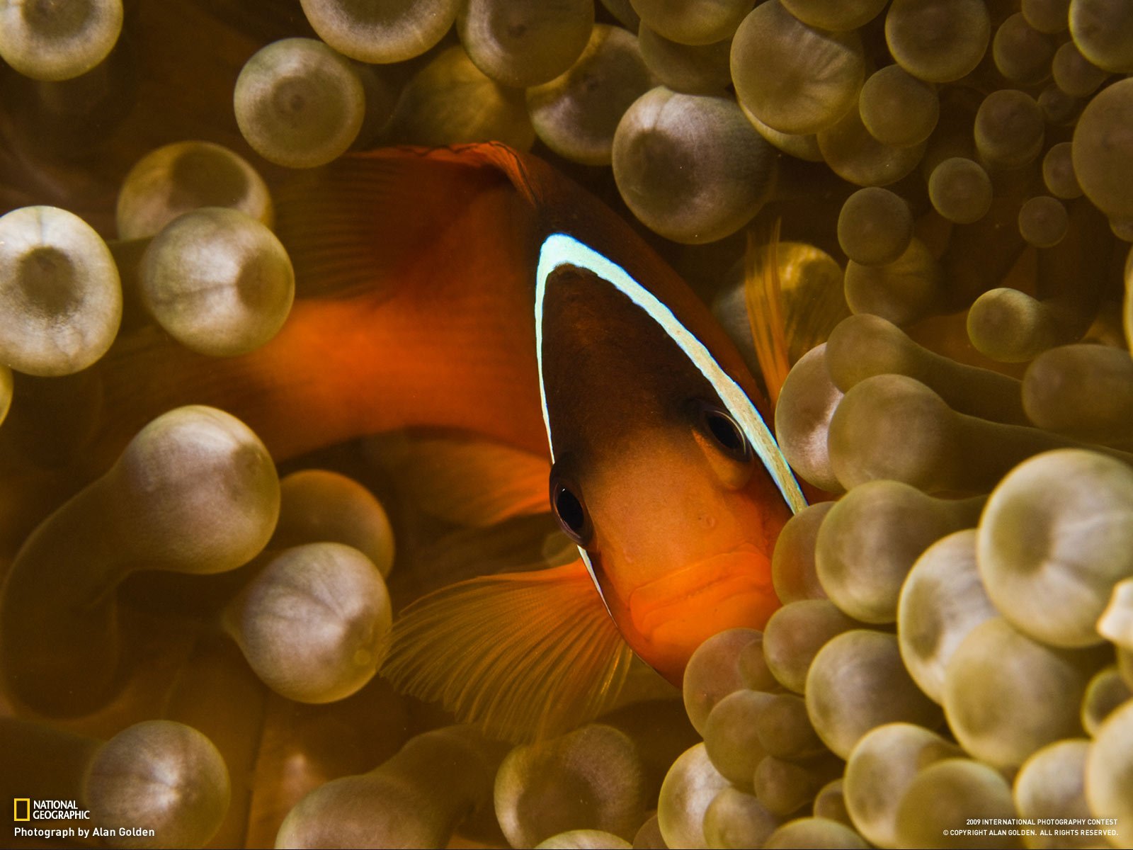 pesce anemone vista