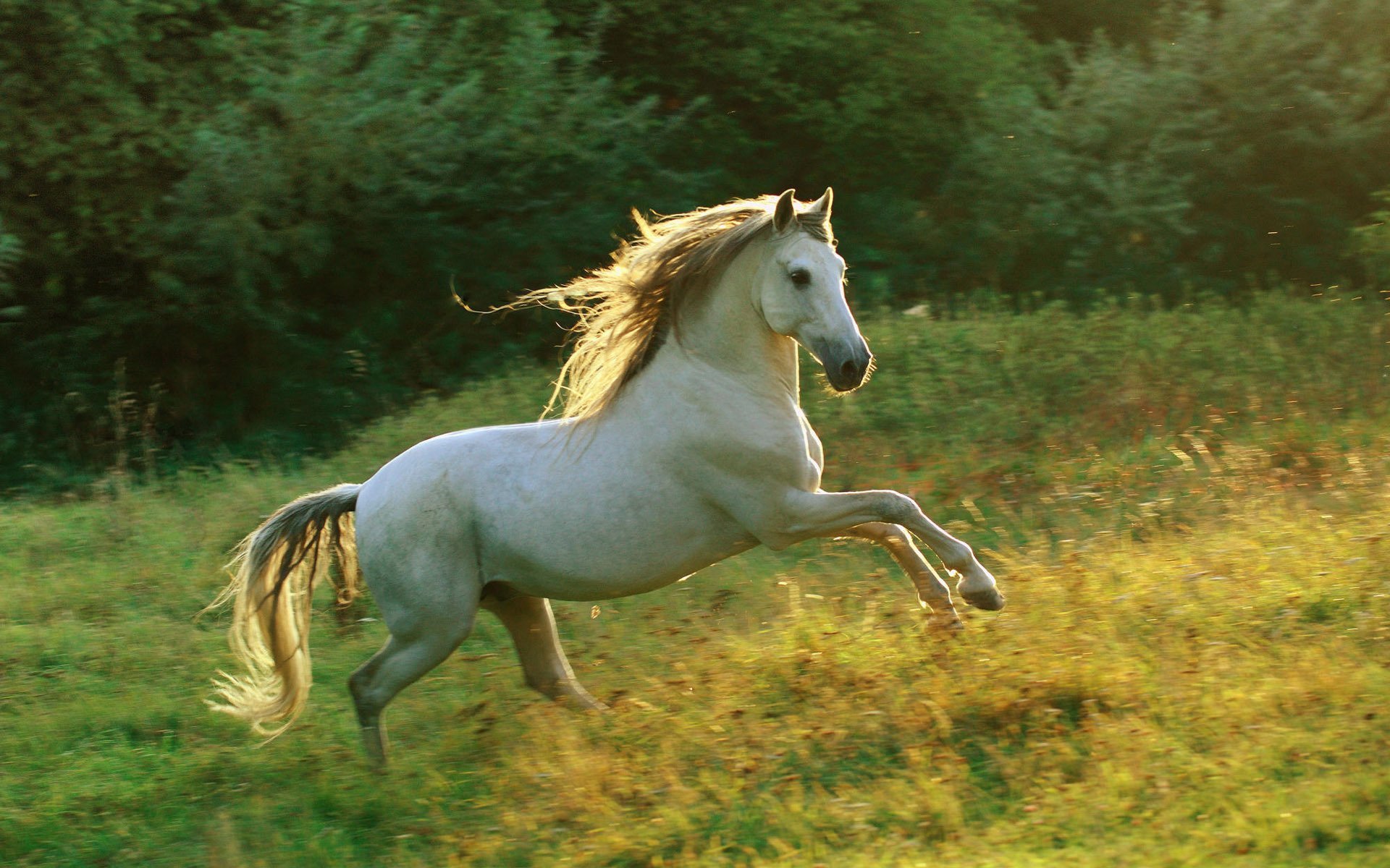 horse running meadow