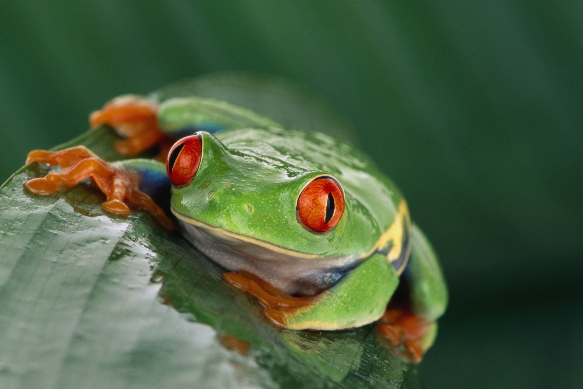 frosch exotisch rote augen