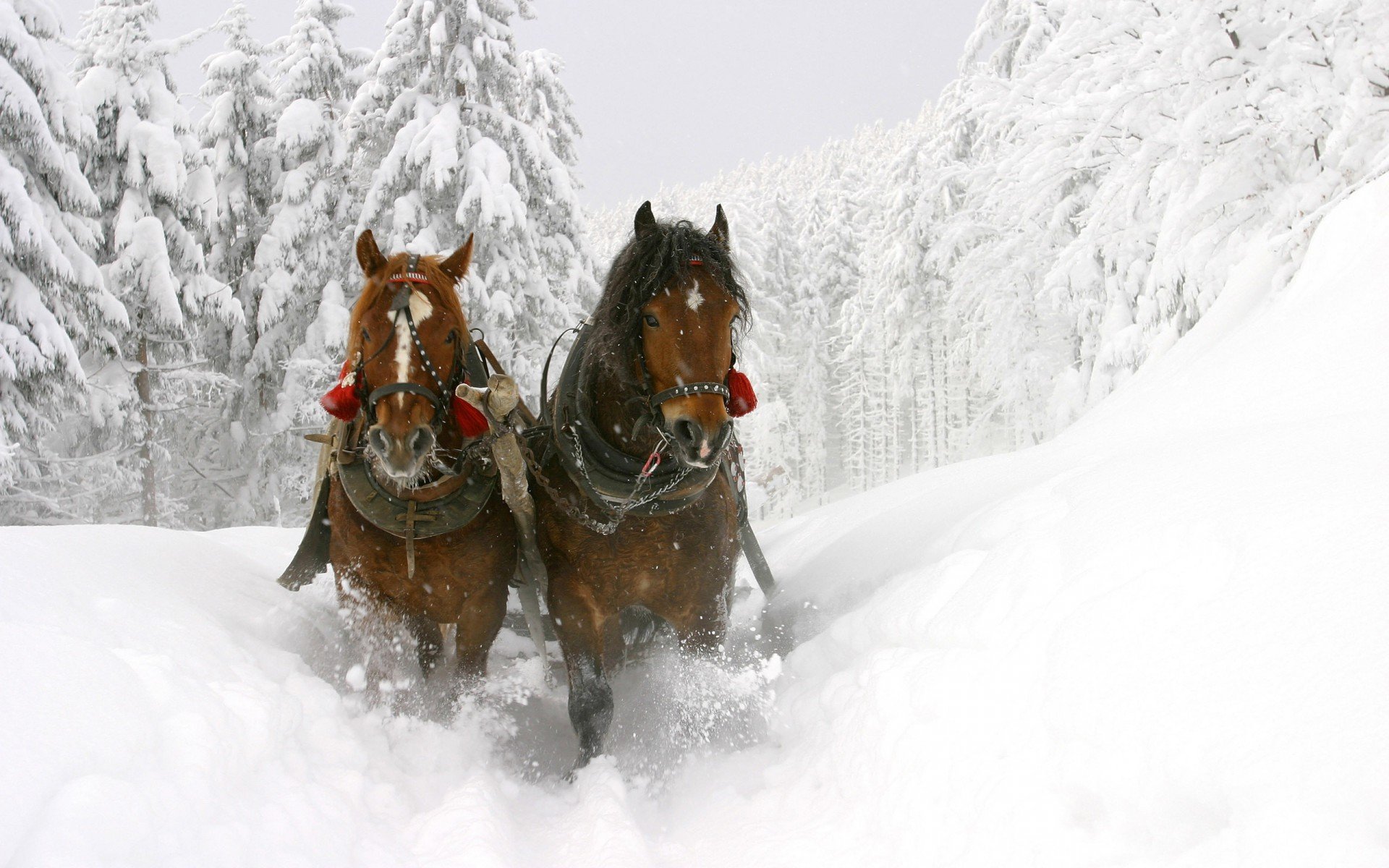 slitta invernale inverno slitta bello cavalli neve alberi profondo cumuli di neve