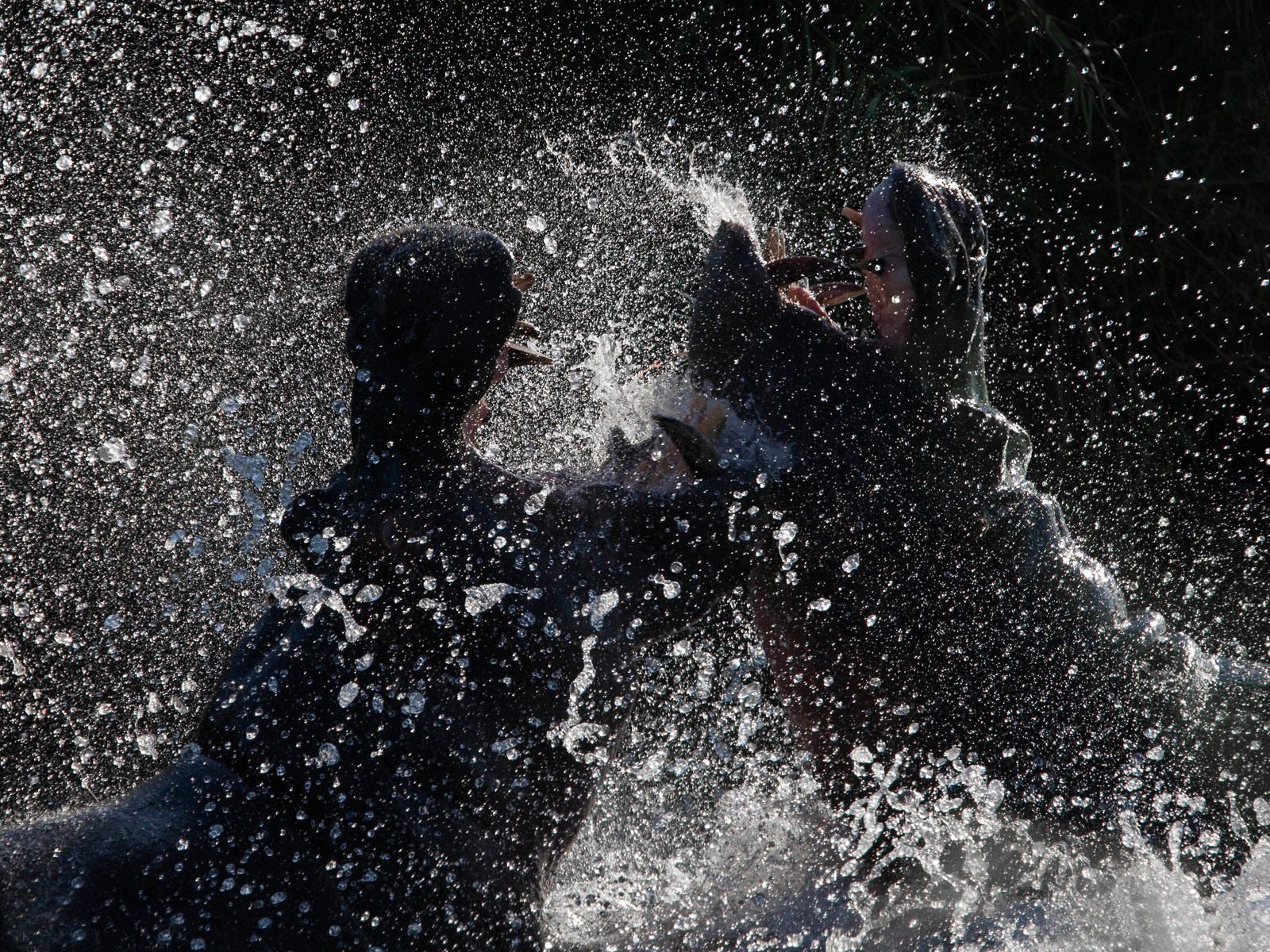 nilpferde wasser spritzer