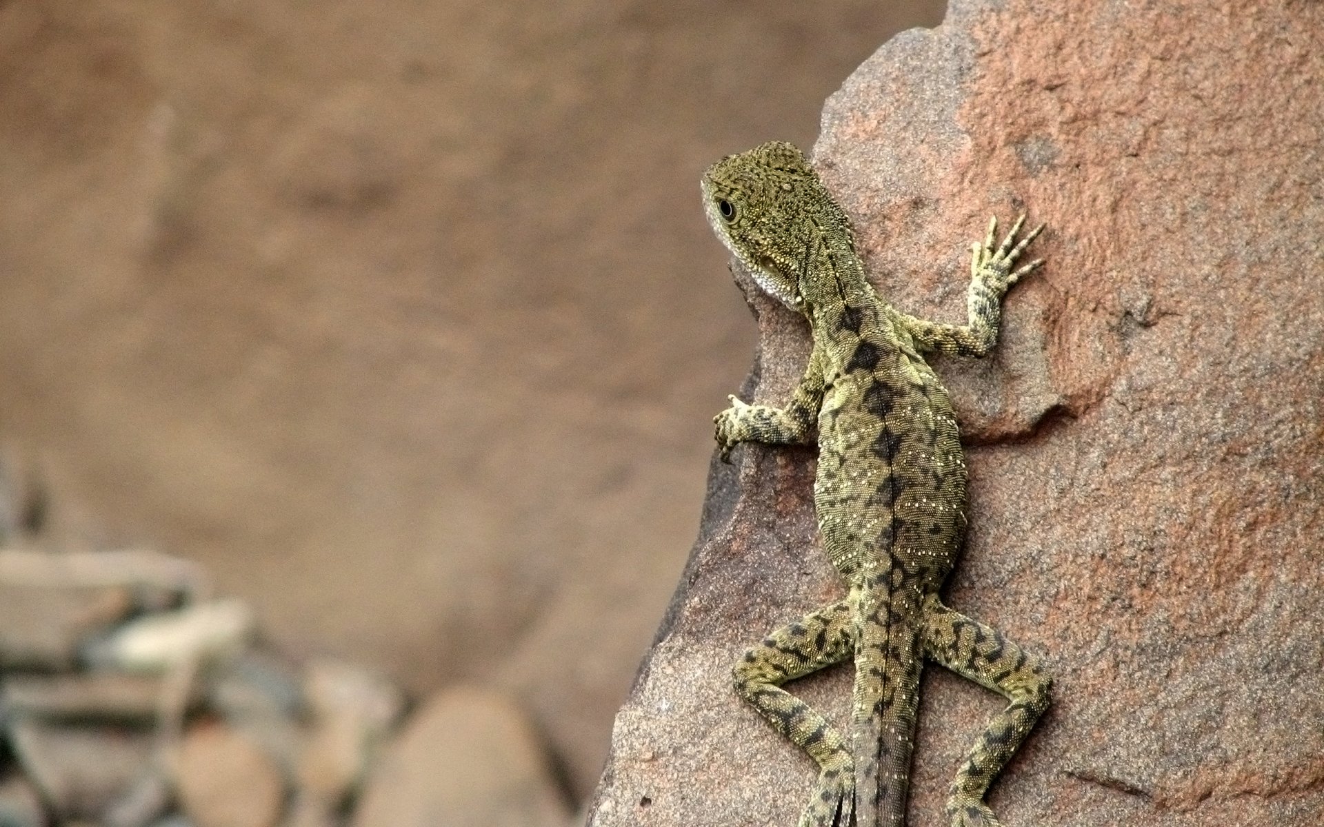 lizard australia stone