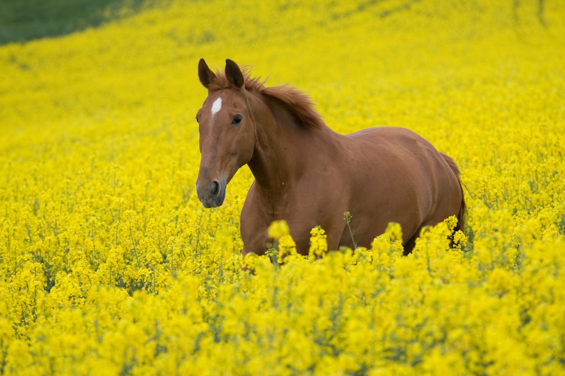 tiere hengst pferde pferde pferd pferd feld blumen natur pflanzen himmel