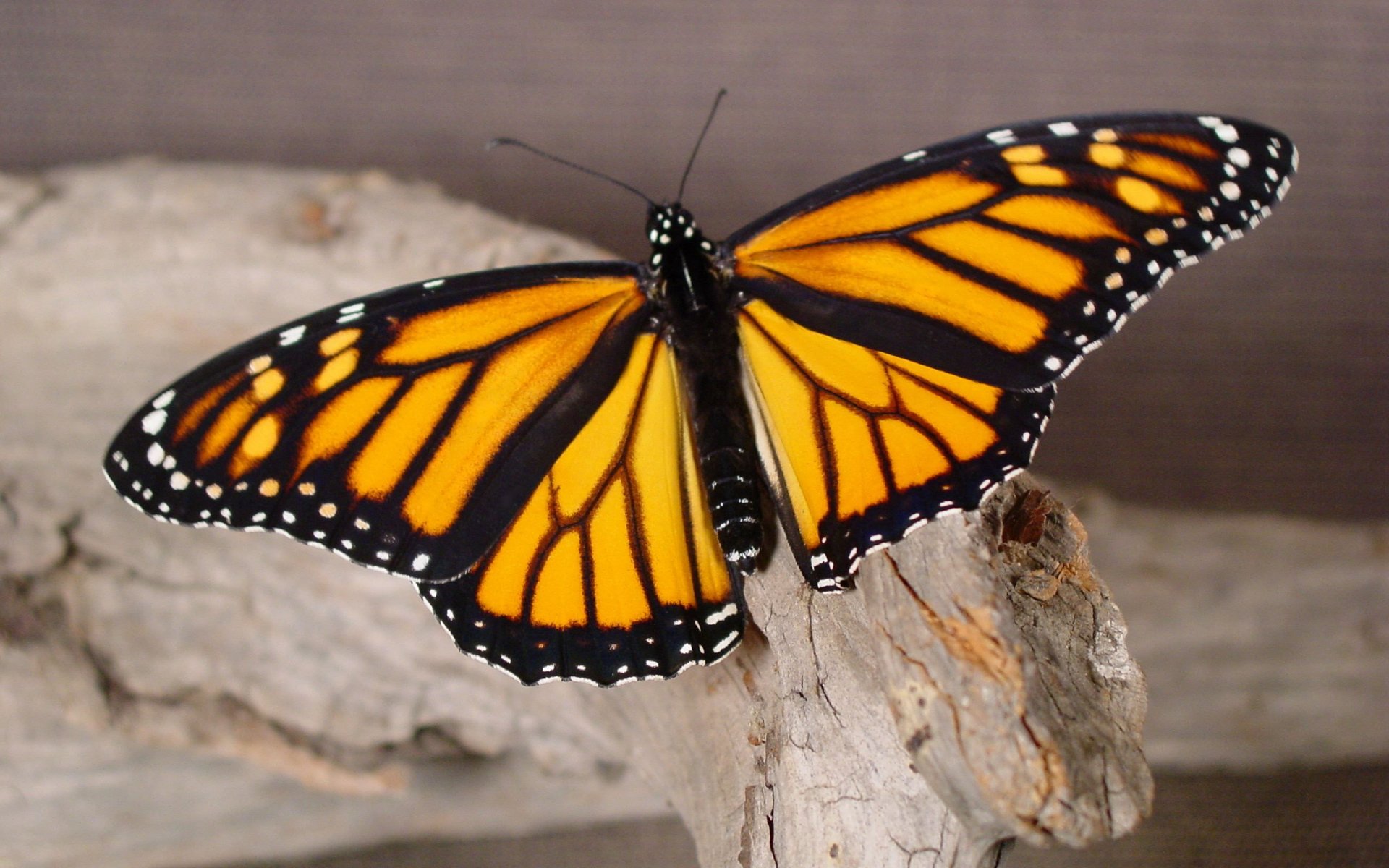 mariposa macro madera