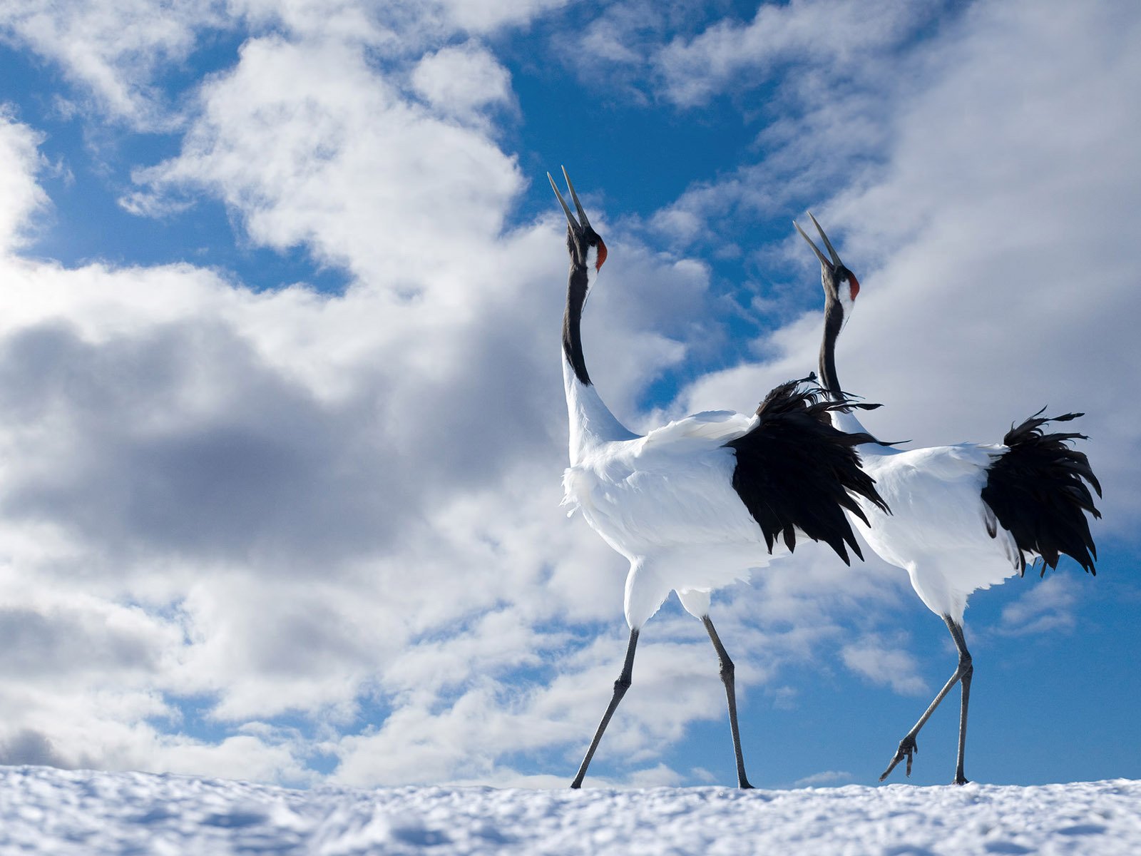 vögel lang schnabel hals beine