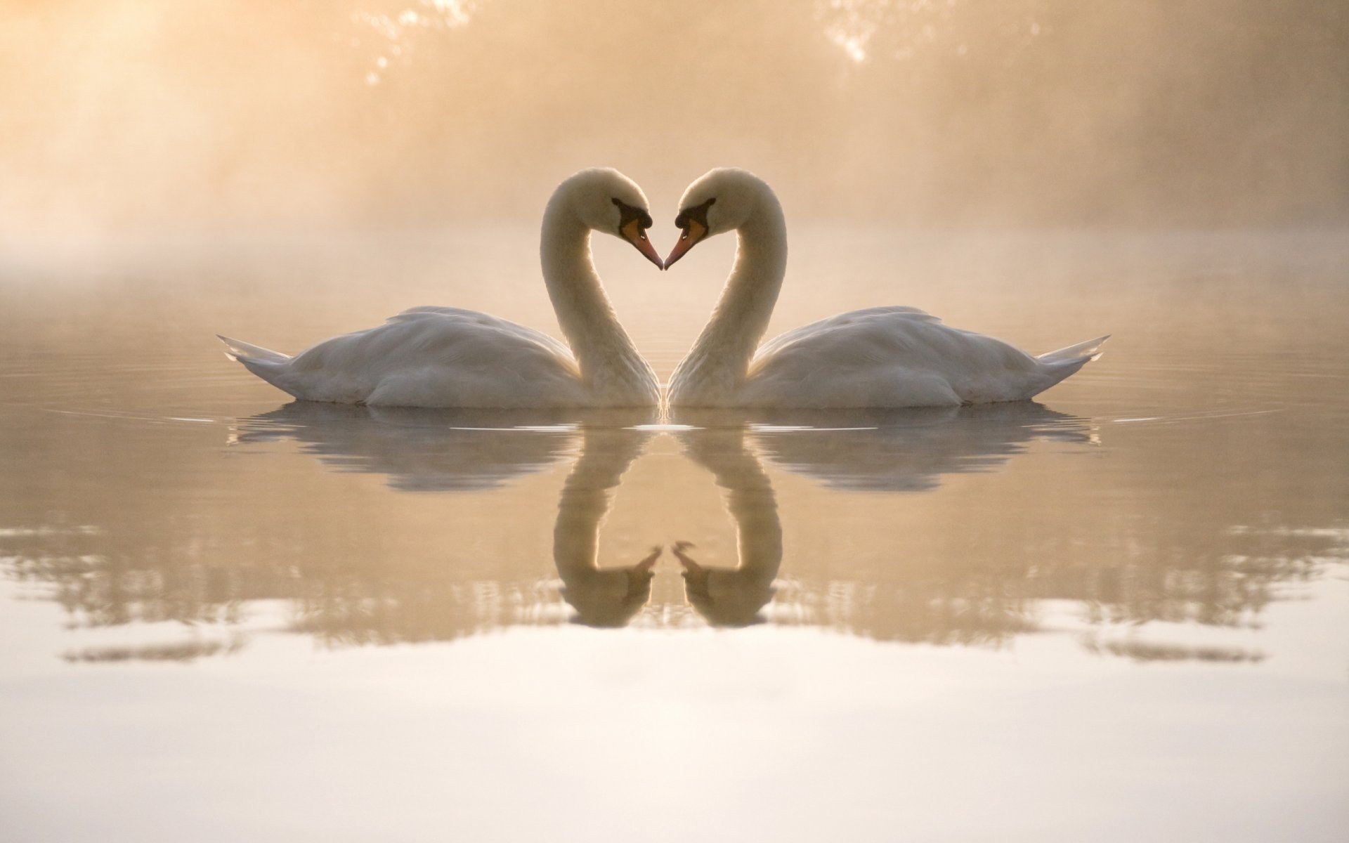 cygnes étang eau soir brouillard reflets coeur couple amour