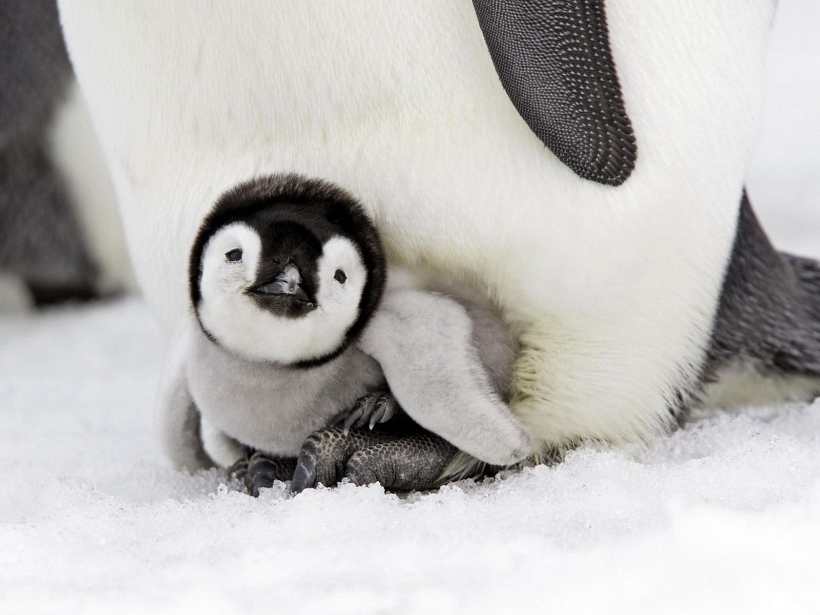 pingüino bebé aves