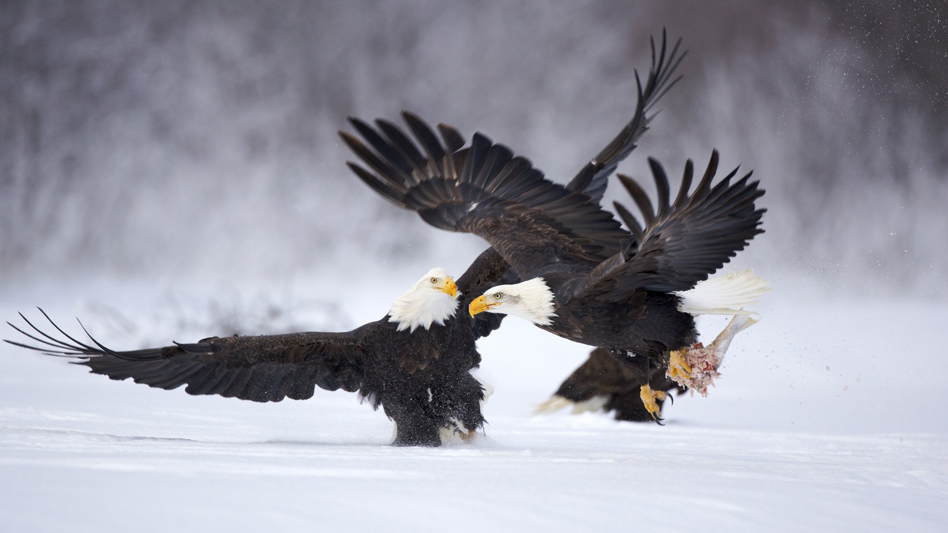 adler vögel tiere