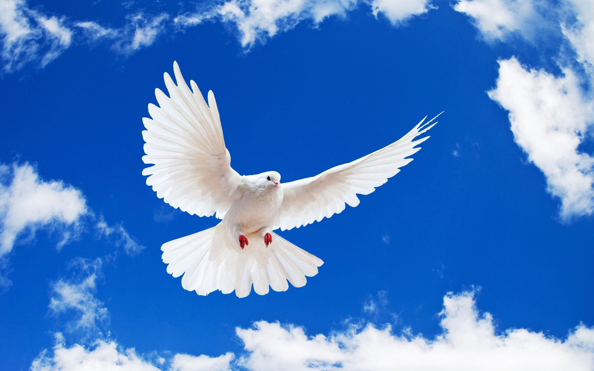 white dove white blue sky