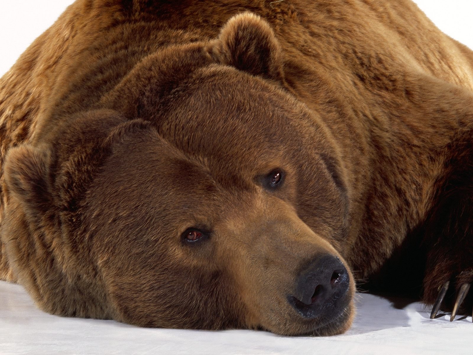 bear snow winter view