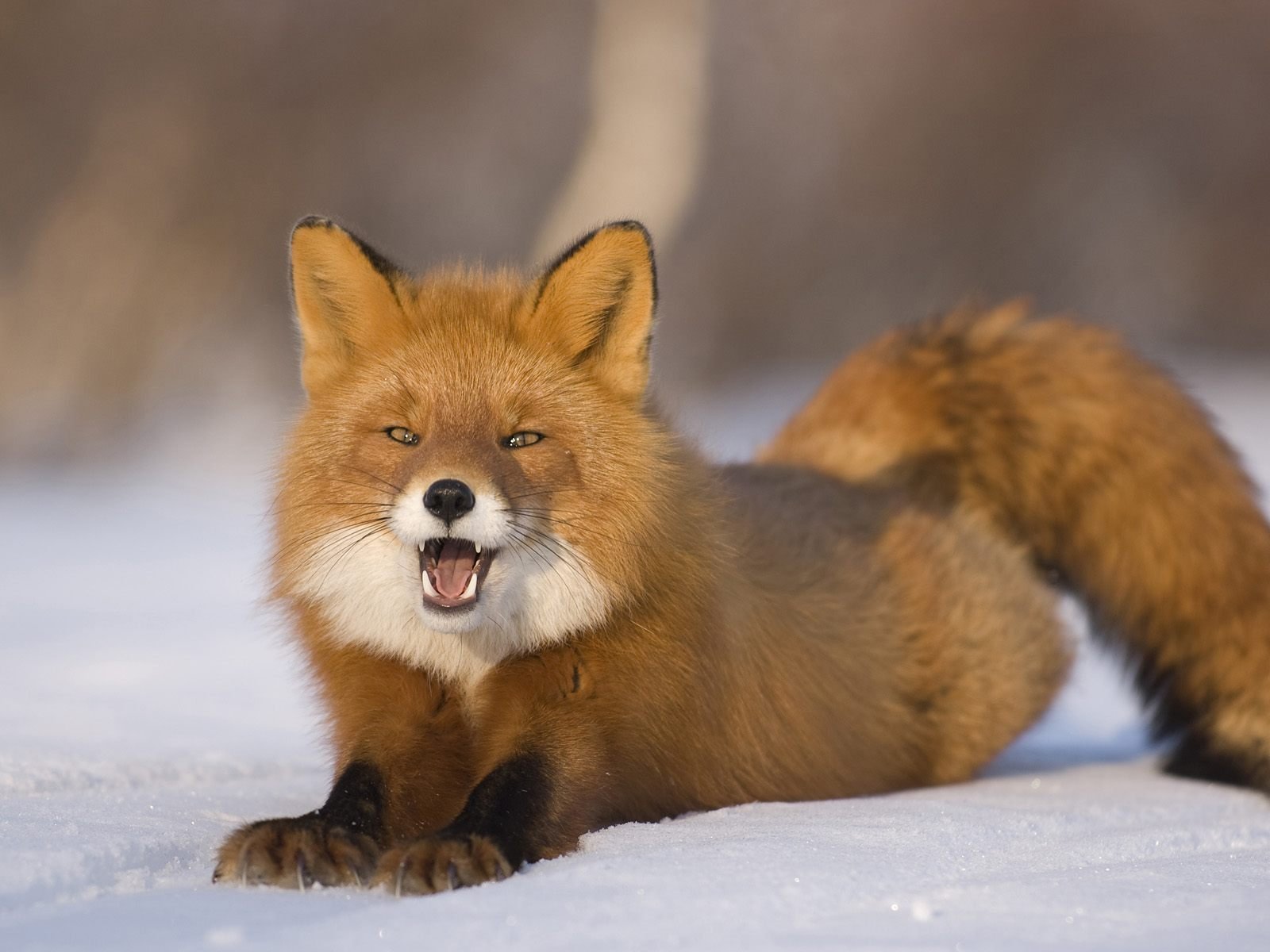 zorro nieve invierno mirada astuto depredador