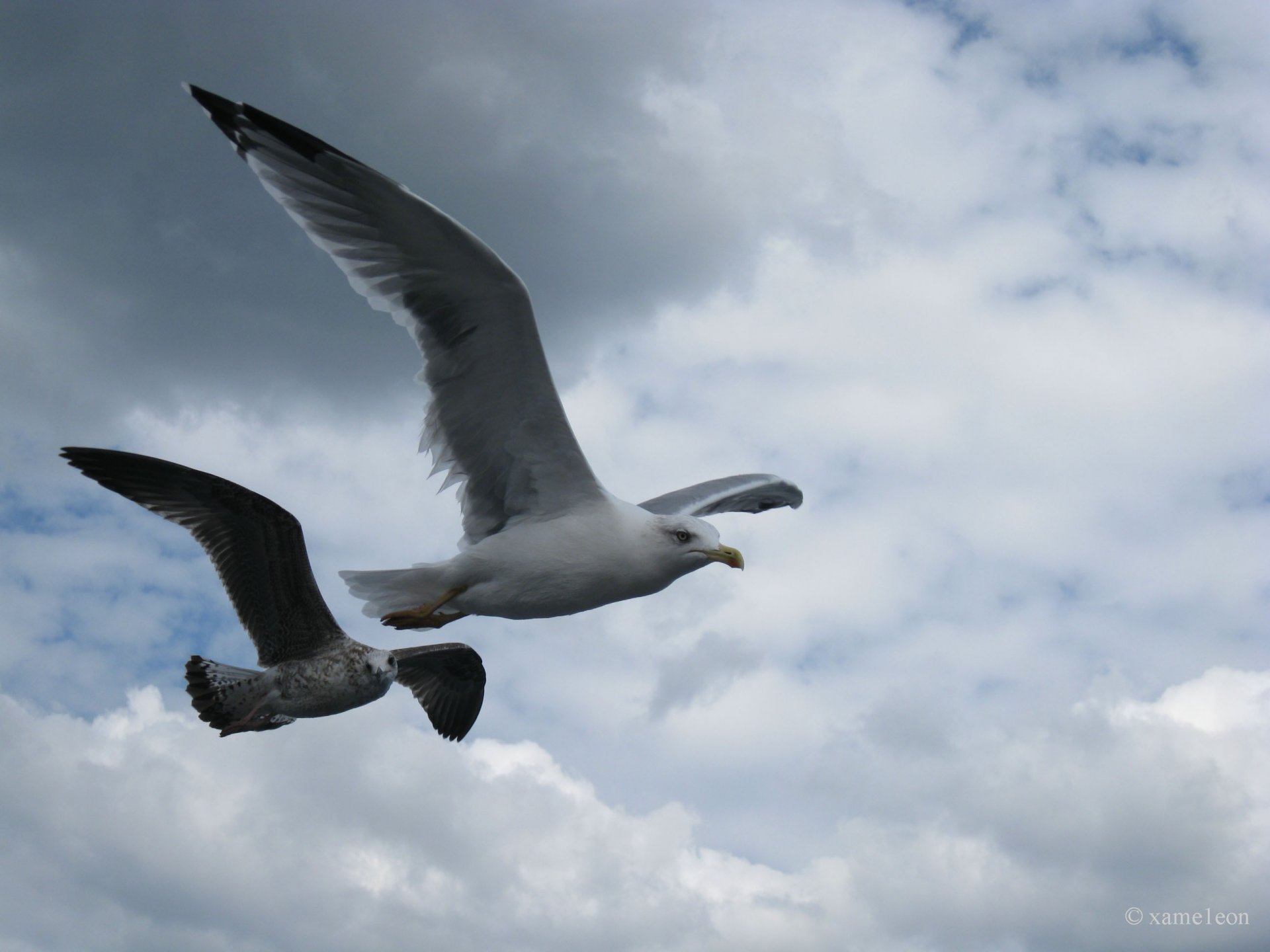 cielo gaviota vuelo