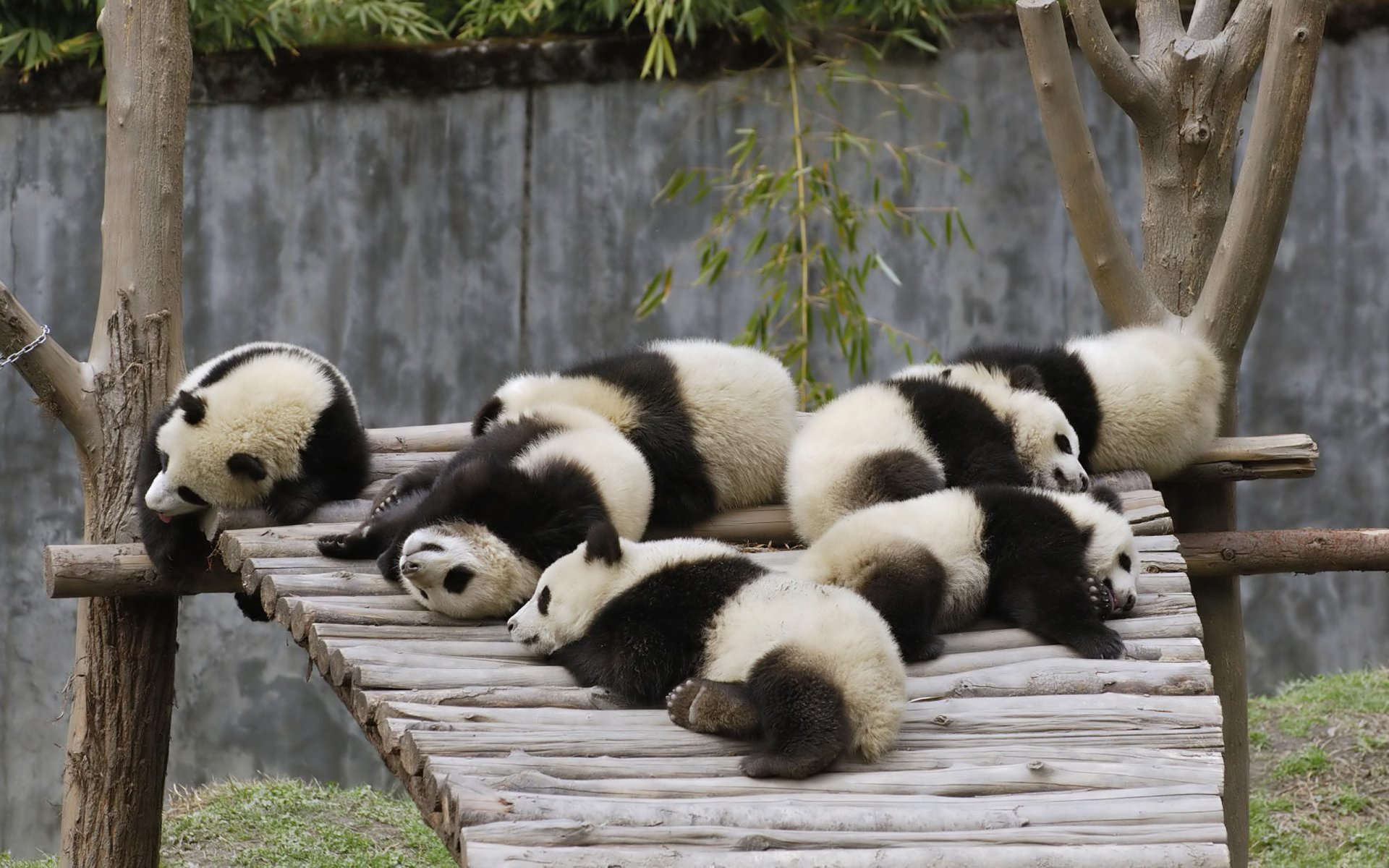 pandas ours en peluche animaux nature