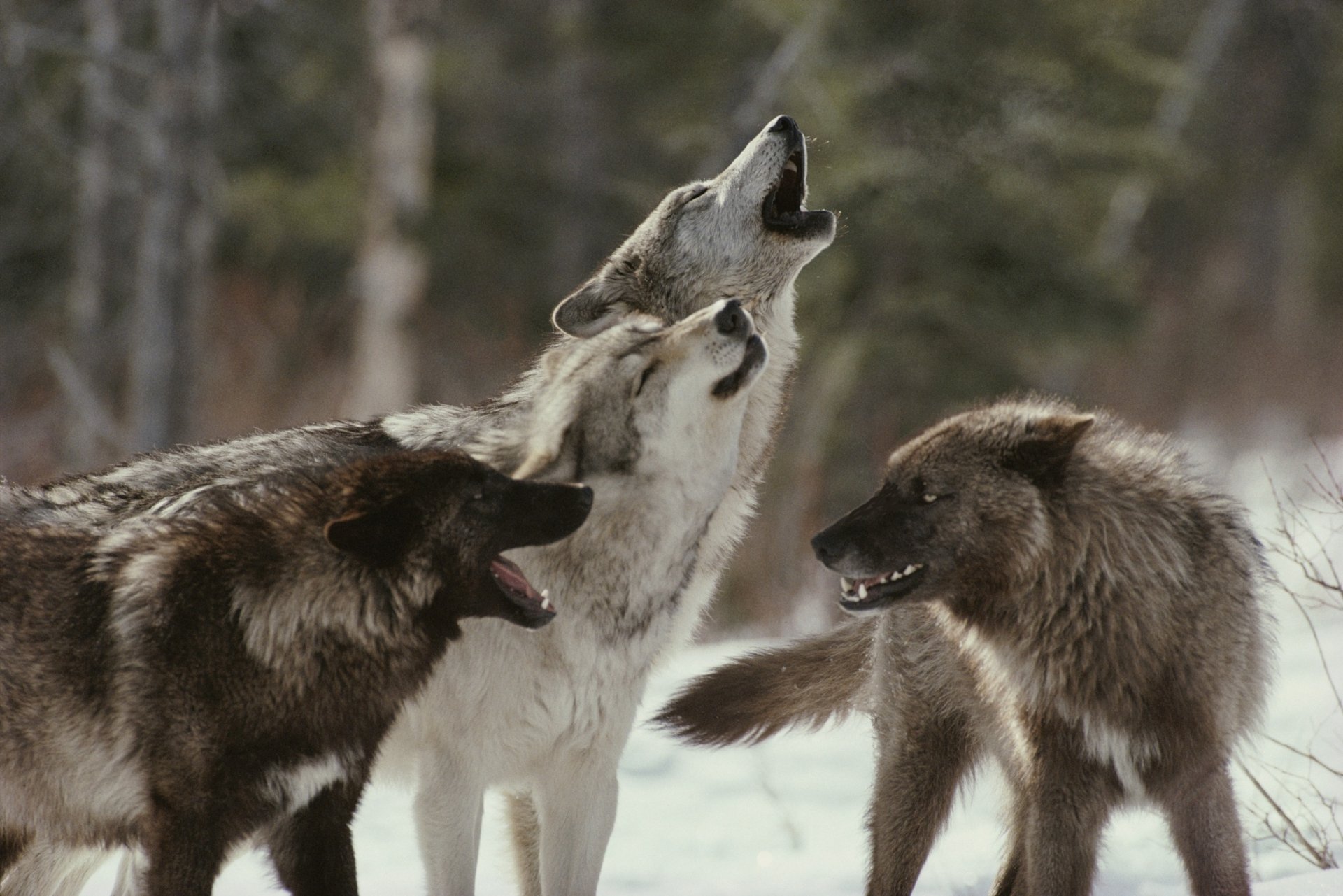 manada lobos aullando