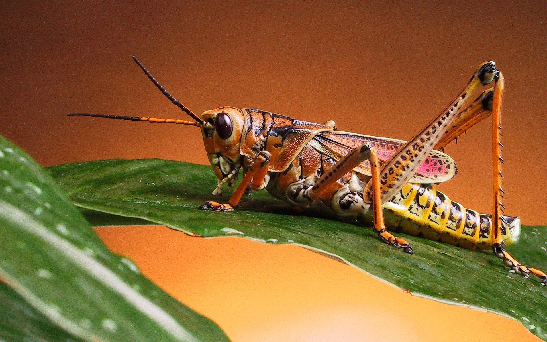 cavalletta foglia rugiada