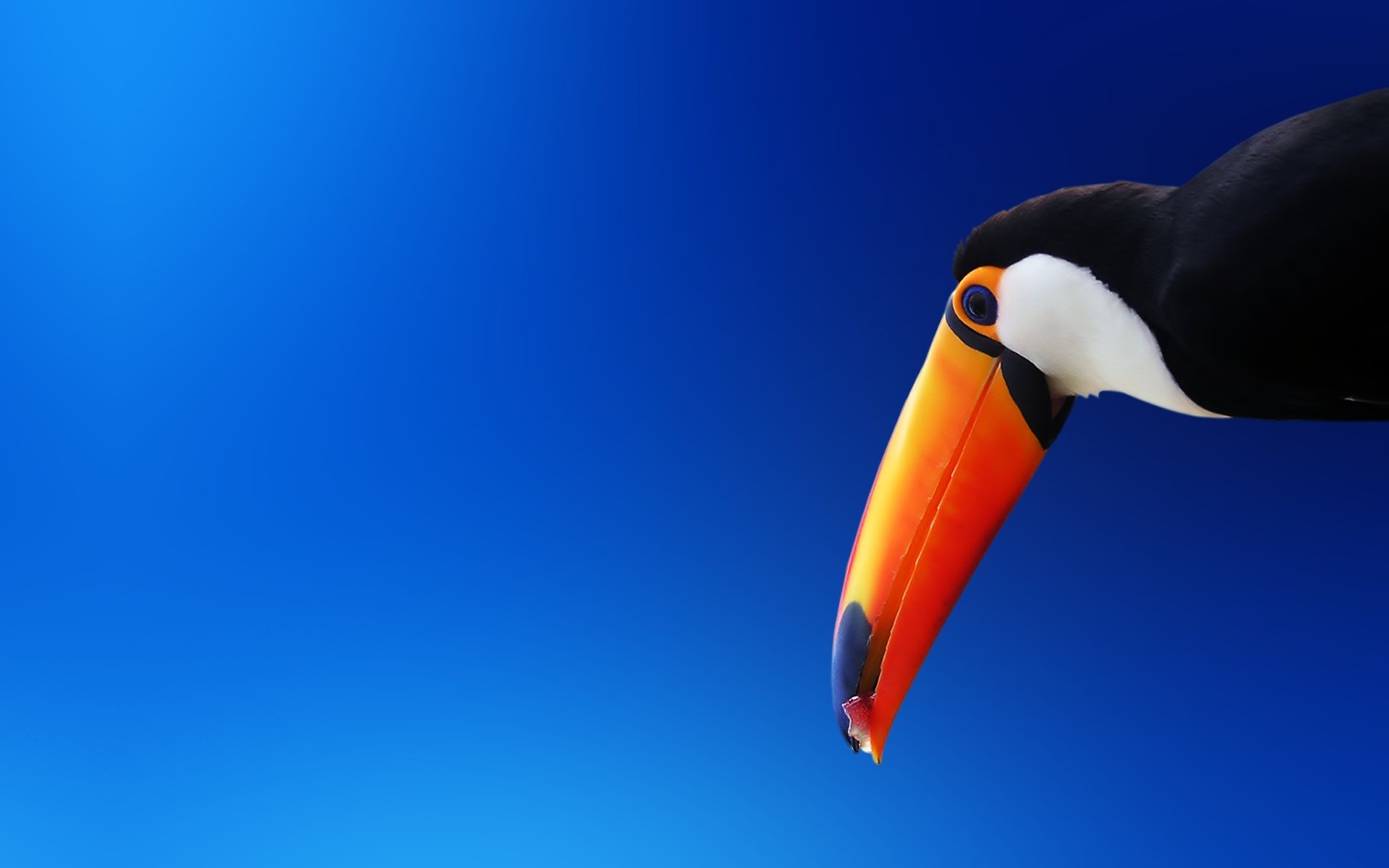 toucan oiseau orange bec