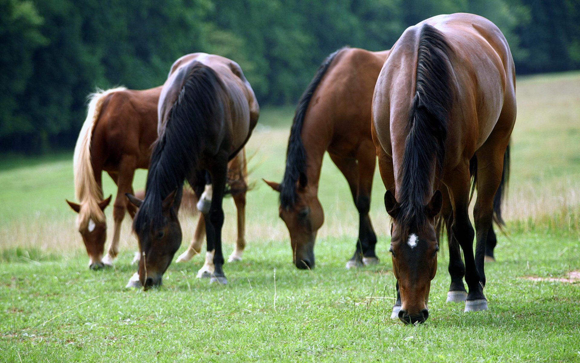 caballos arco tierra hierba