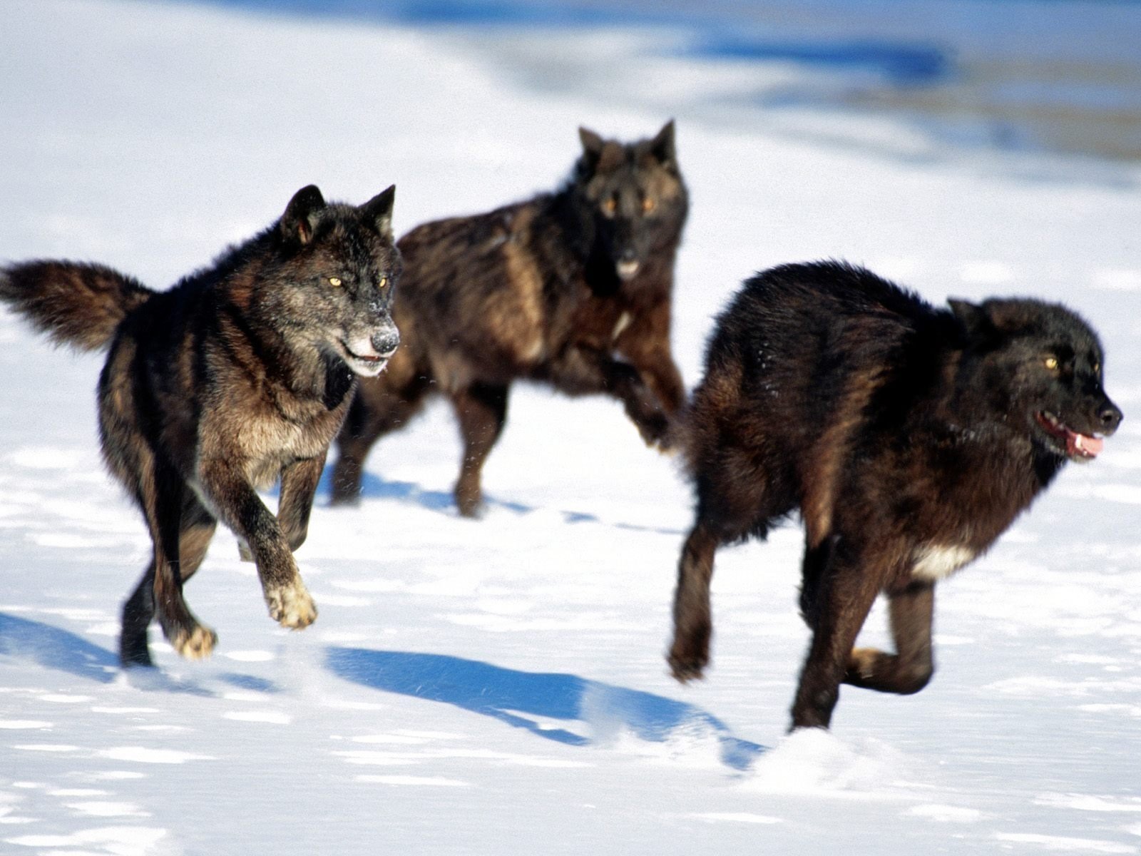 meute loups noirs