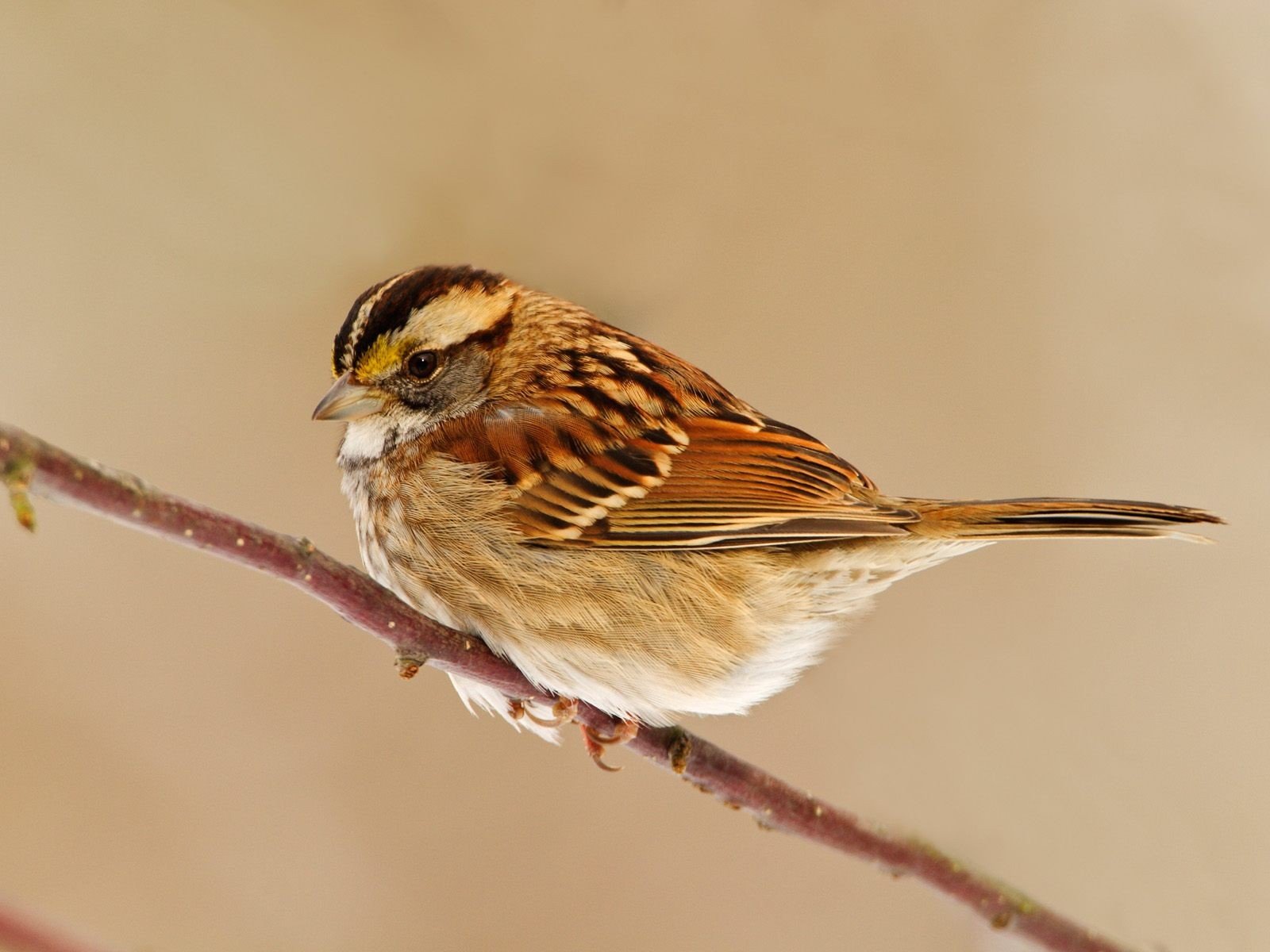 oiseau branche moineau